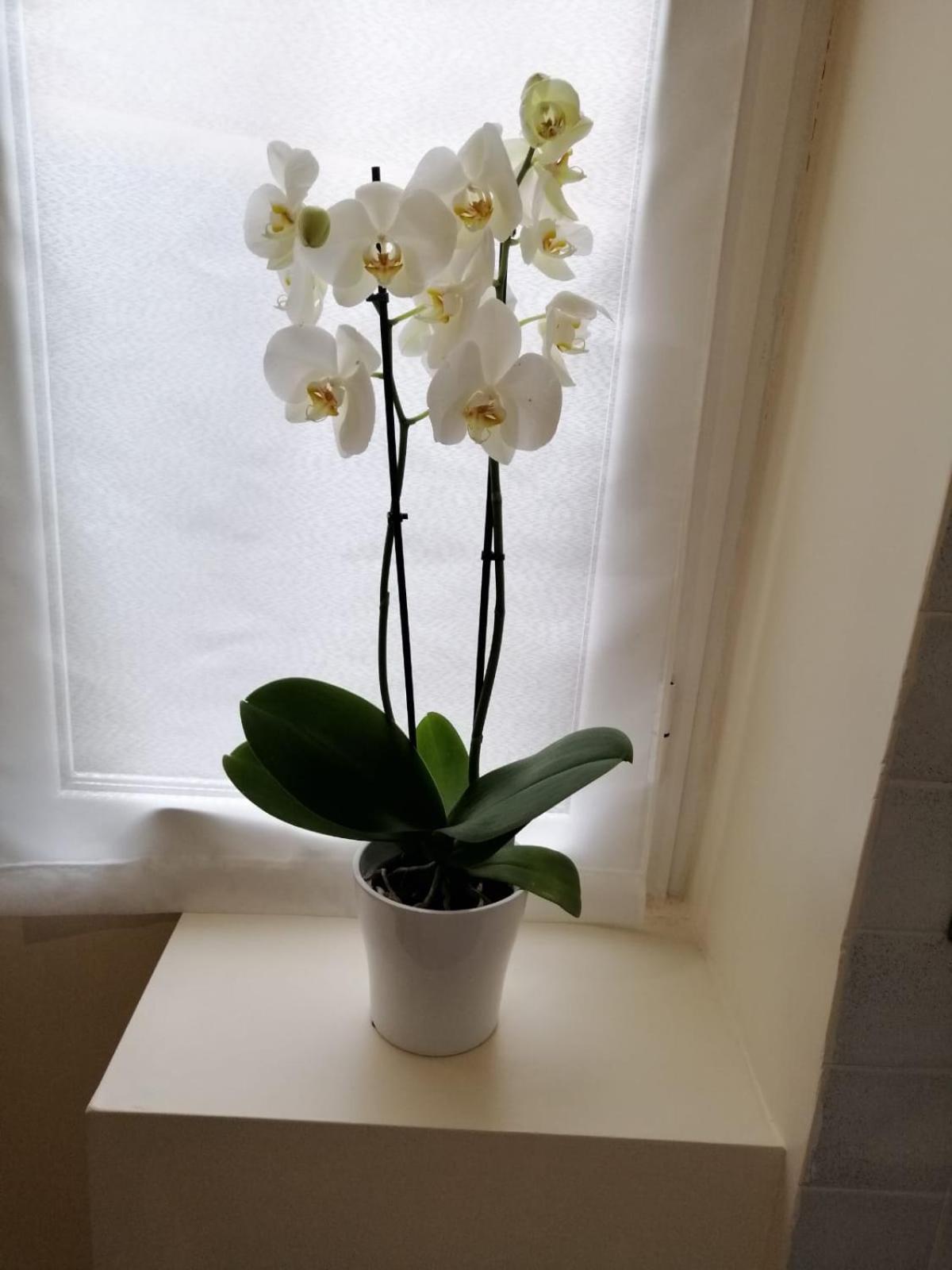 Apartamento San Pietro Happy *